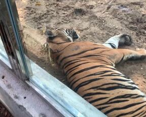 The Tigers of Saigon